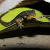 Iberian Ribbed Newt