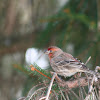 House Finch