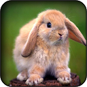 Rabbit Wallpapers mobile app icon