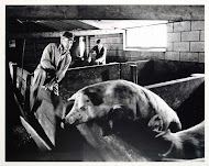 Varkens- en pluimveehouderij