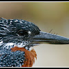 Giant Kingfisher