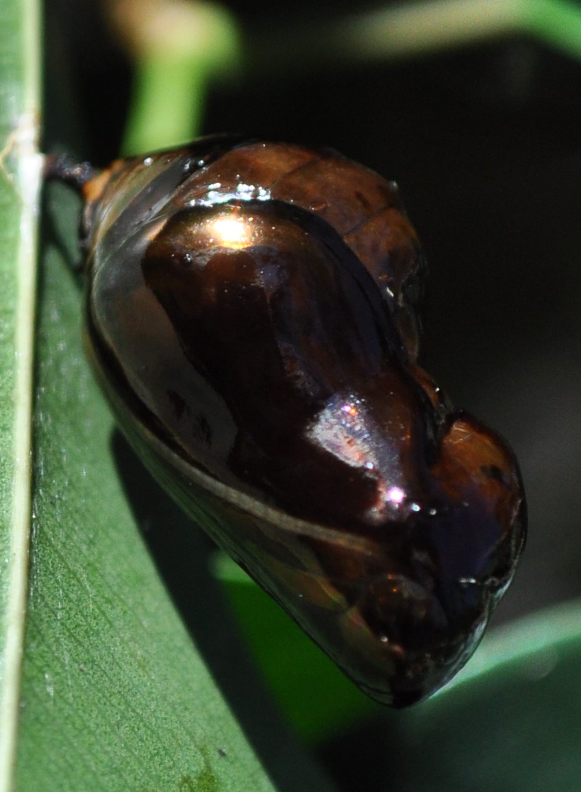 Oleander (Common Crow) Butterfly chrysalis