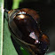 Oleander (Common Crow) Butterfly chrysalis