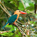 Kingfisher