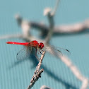 Red Arrow (male)