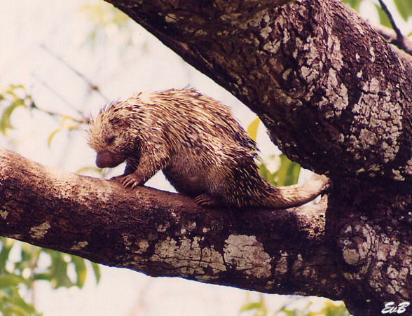 Brazilian porcupine