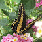Central American Black Swallowtail