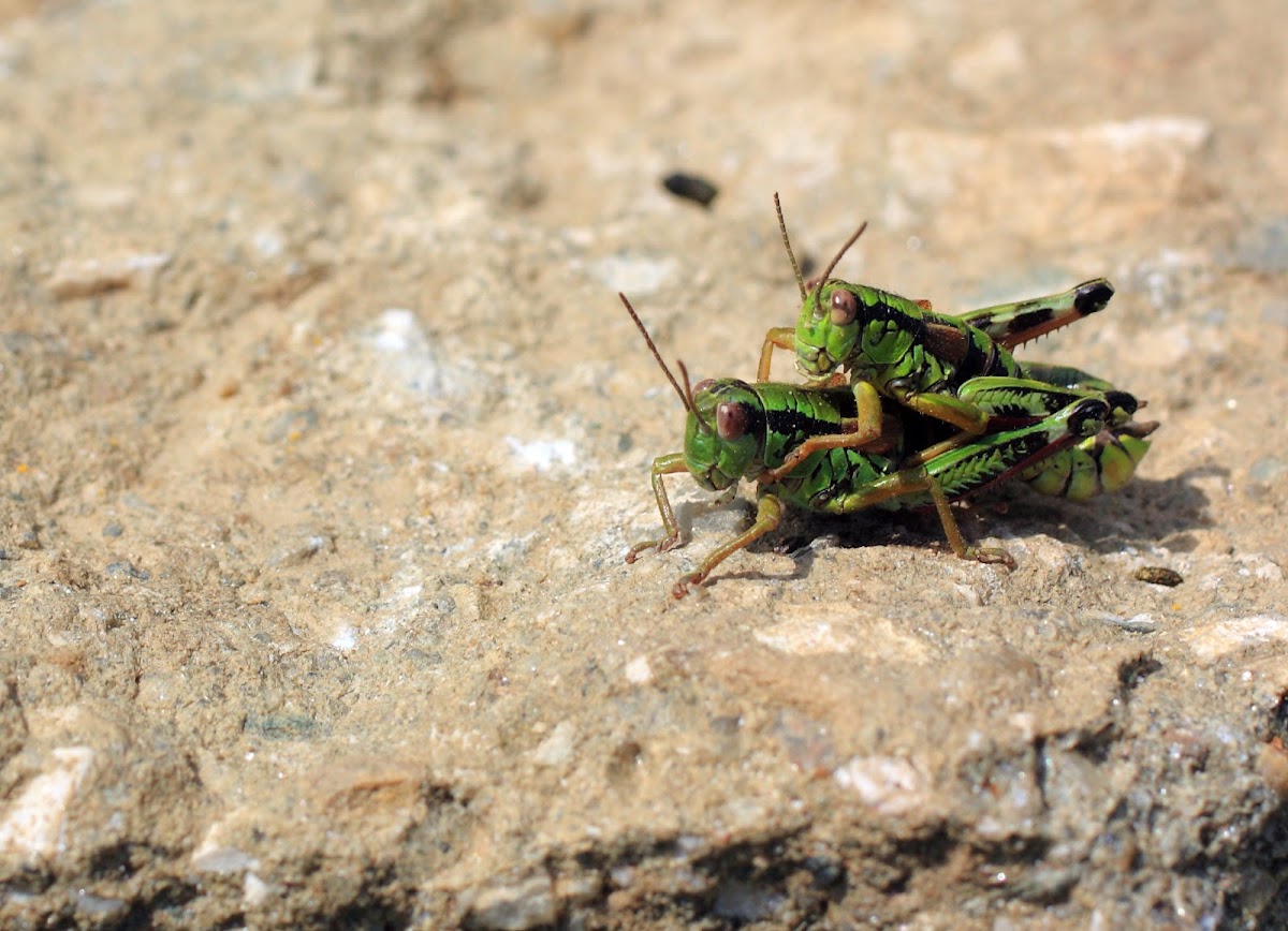Common Field Grasshopper
