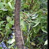 Banded water snake Or Water bandit