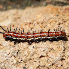 Mexican Fritillary caterpillar
