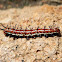 Mexican Fritillary caterpillar