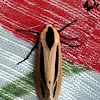 Creatonotos Arctiid Moth