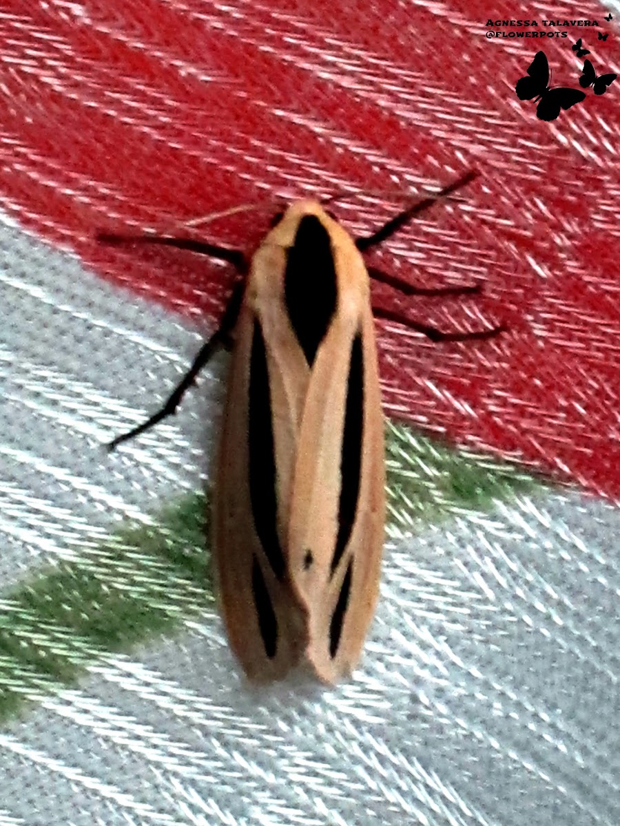 Creatonotos Arctiid Moth
