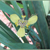 Yellow Walking Iris