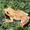 Spring Peeper