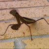 Chinese mantis