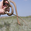 Western Coachwhip