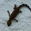 Bent-toed Gecko