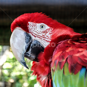 by Ben Liu - Animals Birds