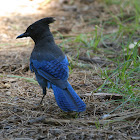 Steller's Jay