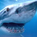 Sharks  LWP logo