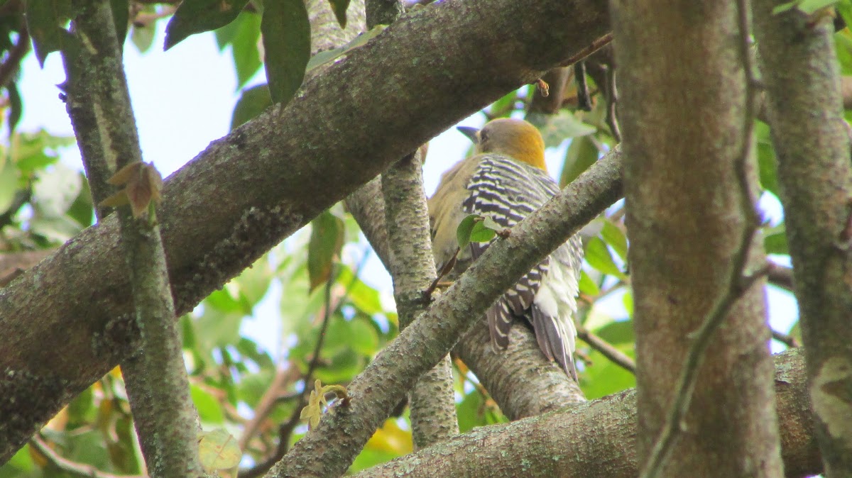 Hoffmann's Woodpecker (female)