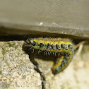 Large White caterpillars