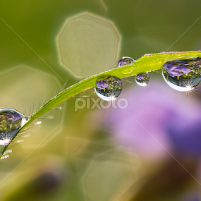 Ungu - Violet by Citra Hernadi - Nature Up Close Natural Waterdrops