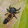 Multi-colored Asian lady beetle (larva)
