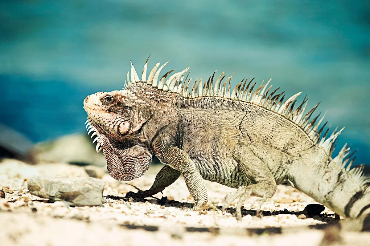 Curacao-Iguana - Challenge your culinary sensibilities on Curacao with a dish of iguana soup, a local delicacy.