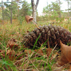 Mycena strobilicola