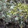 Pixie cup Lichen