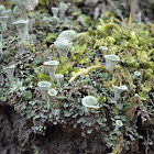 Pixie cup Lichen