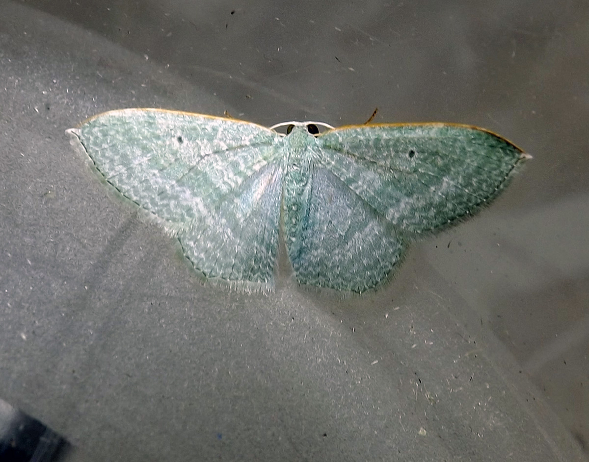 Sea-blue Delicate Moth