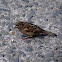 House Sparrow - Gorrión Común