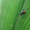 Giant Forest Ant