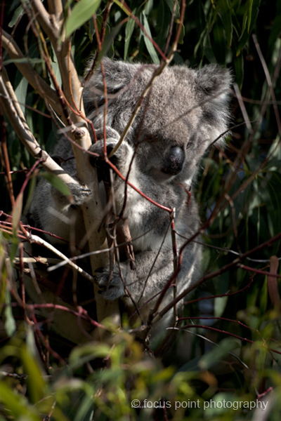 wild koala spotting