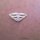 Moth