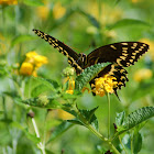 Palamedes Swallowtail