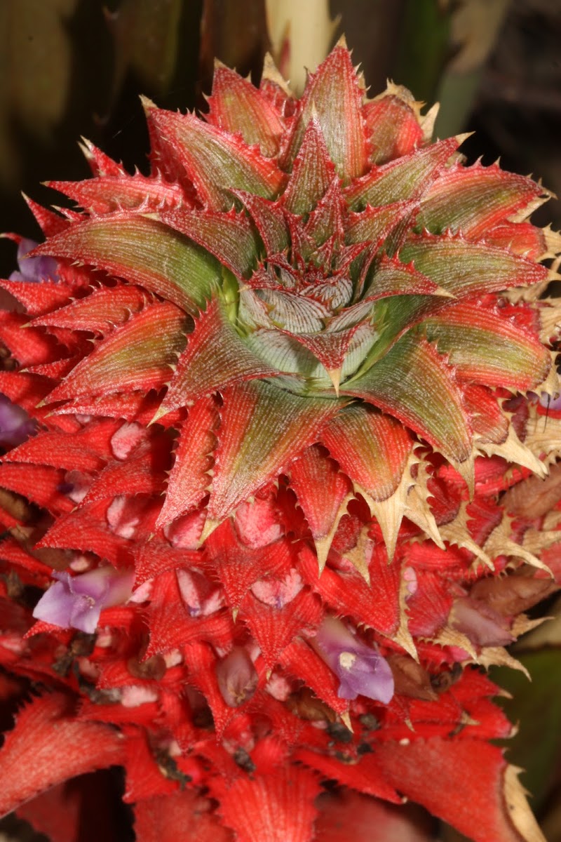 red ananas