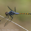 Yellow-tailed Ashy Skimmer Dragonfly