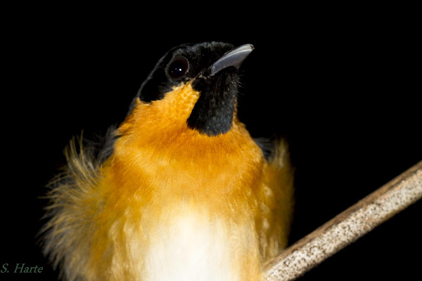 Spectacled Monarch | Project Noah