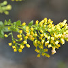 Tall Goldenrod