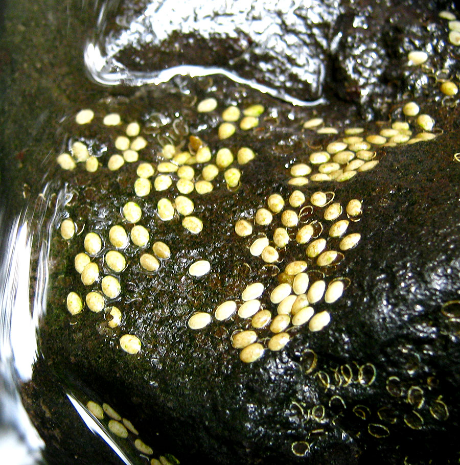 Unknown Water Eggs