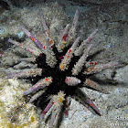 Imperial Sea Urchin