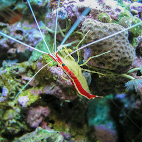 Cleaner Shrimp seeks work by Brian Kerr - Animals Sea Creatures