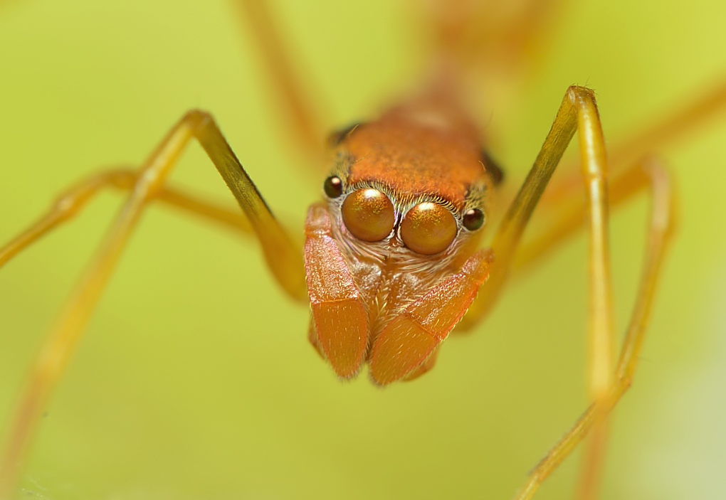 Ant mimic spider Female