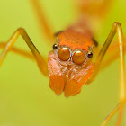 Ant mimic spider Female