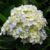 Bigleaf Hydrangea