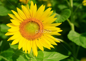 Sweet warmth by John Forrant - Flowers Flower Gardens